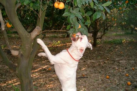 Picking Oranges