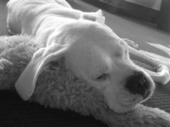 Picture_171_WinCE_
