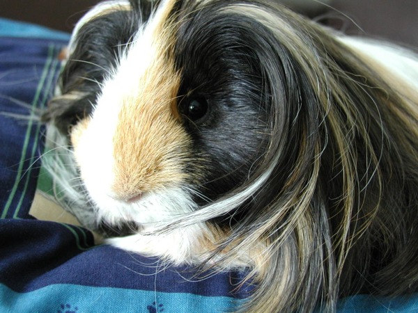 Piggy