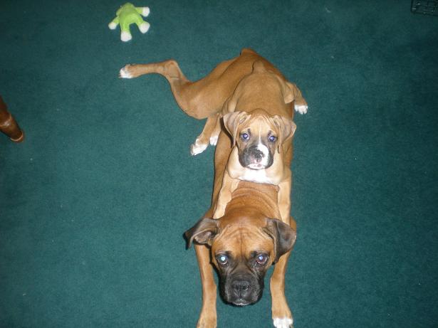 piggyback
