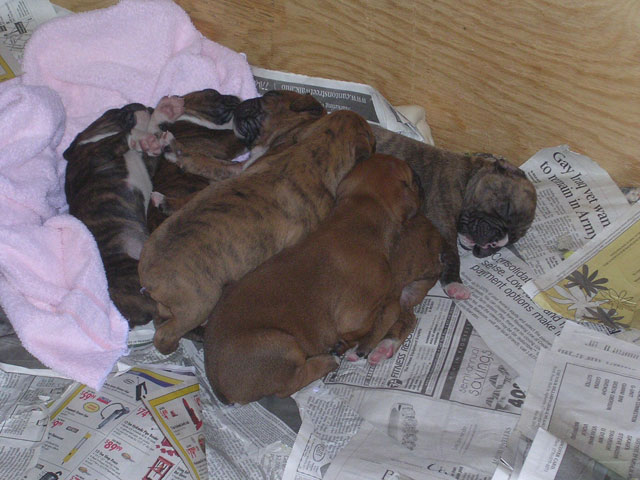Pile O Puppies
