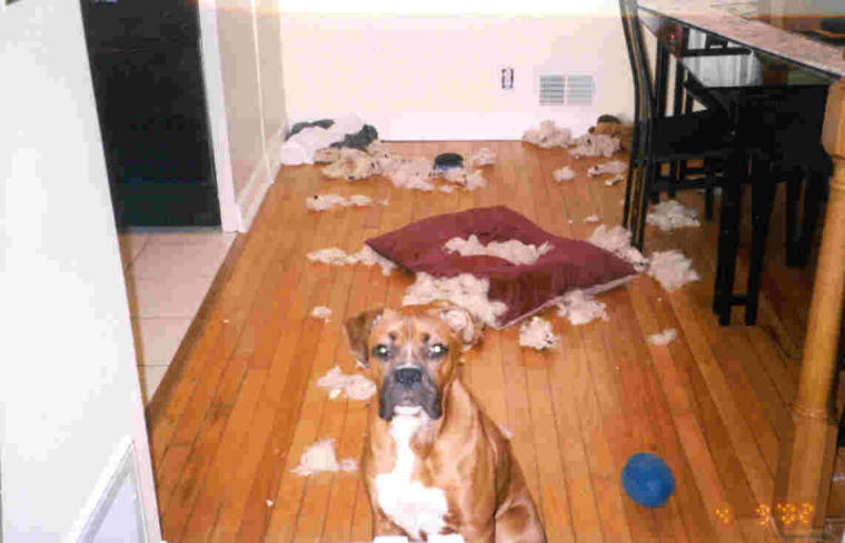 Pillow Fight! I won!