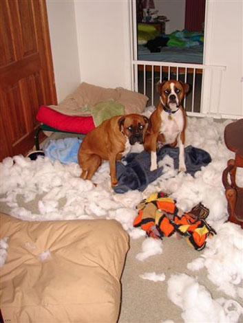 Pillow Fight