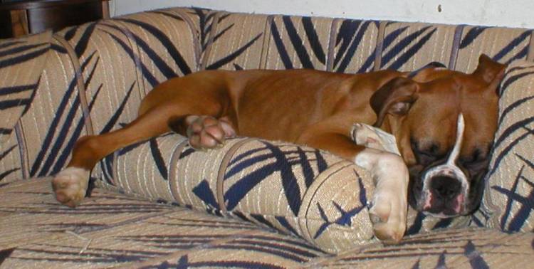 Pillow Sleep
