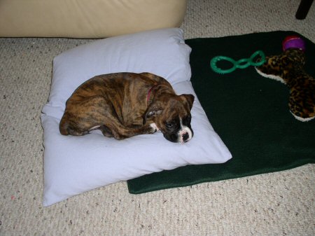 Pillow Thief