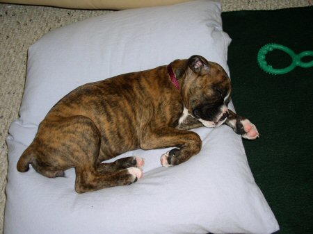Pillow Thief