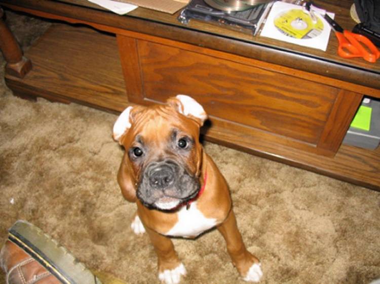 Pilot Ears.