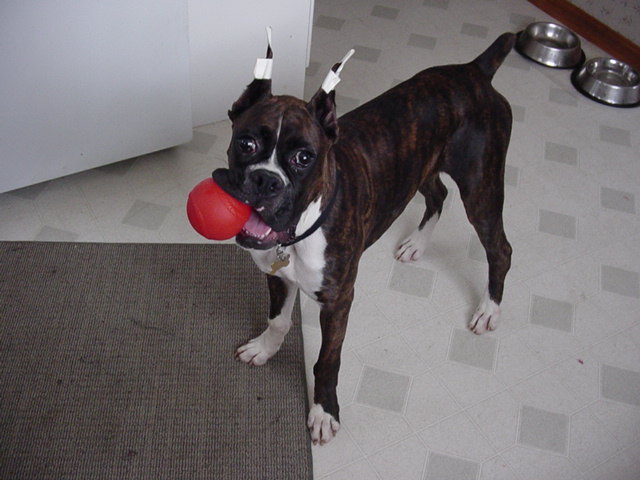 Pimp and his ball