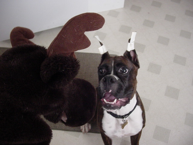 Pimp and mr moosey