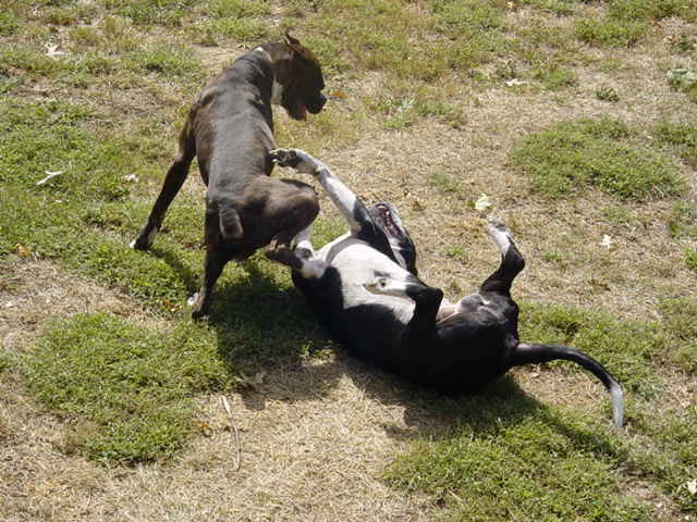 Pimp and Shane Playin