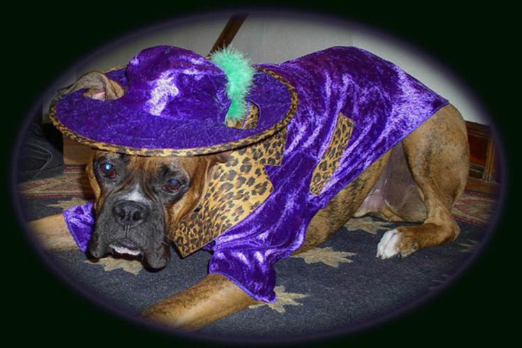 Pimp Doggy Style!