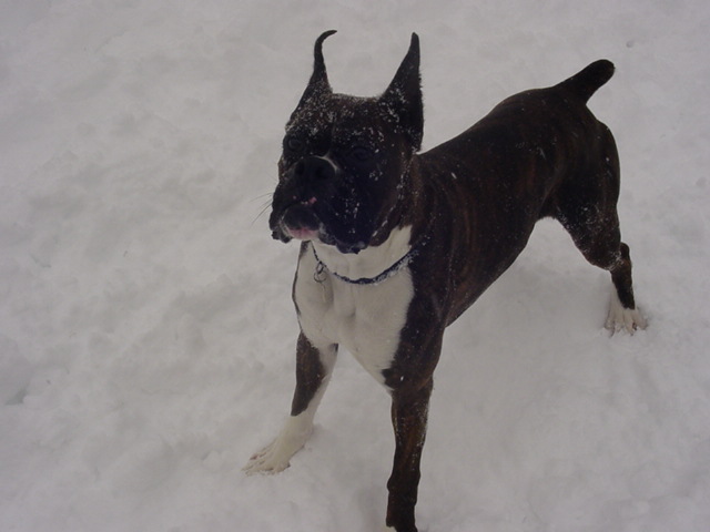 pimps first snow