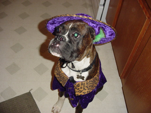 Pimps halloween costume