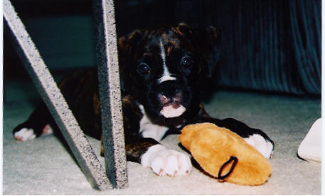 Piper and her OTHER new toy!