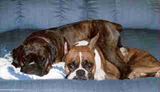 Piper and Theo AKA Pip and Dur