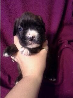 Piper Lee, 10/24/12