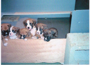 Piper's Litter @ 6 1/2 wks old