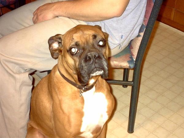 Pippi girl (Jan 28 1998 - Jun 13 2005)