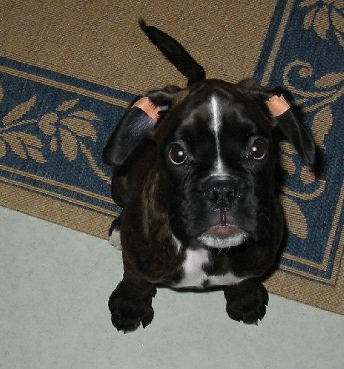 Pippis-puppy