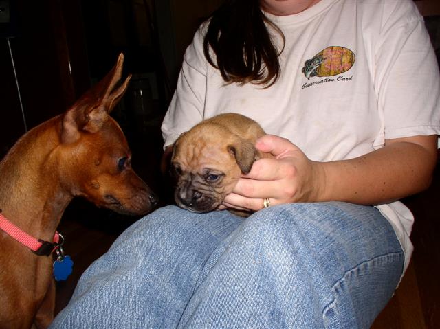 Pixie meets Georgie