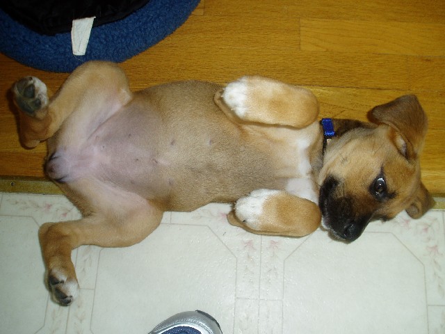 play dead