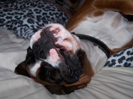 Play Dead