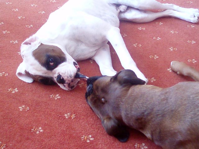 Play fighting over a sock