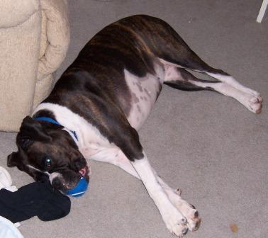Play? Or sleep?