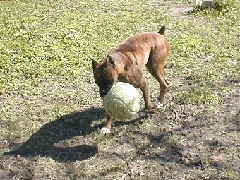 PLAY TIME !!!!