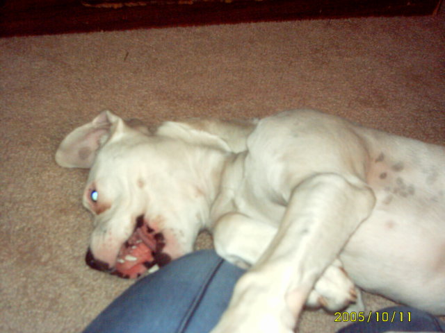 Playful pup