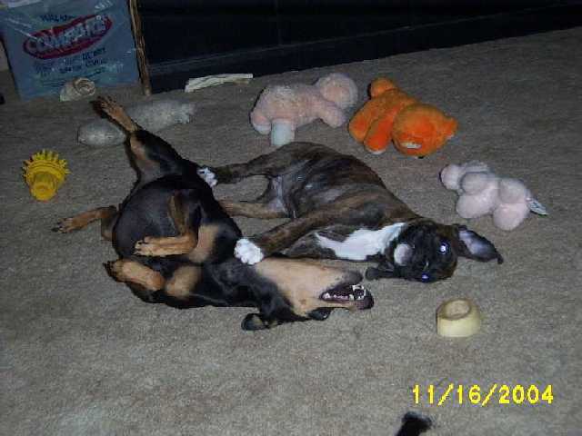 Playful Pups