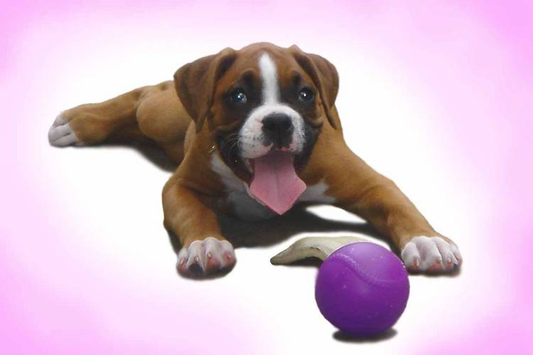 Playful Roxy