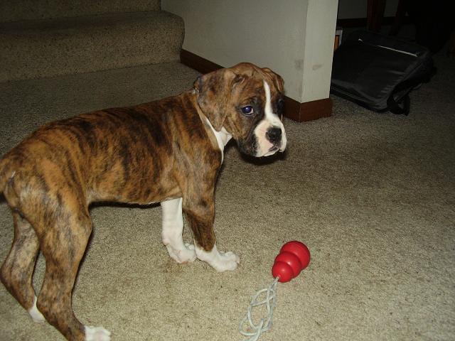 playin
