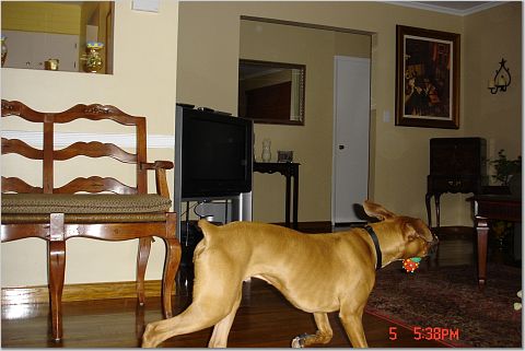 playing at 7 months