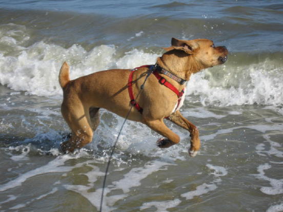 Playing at the beach.