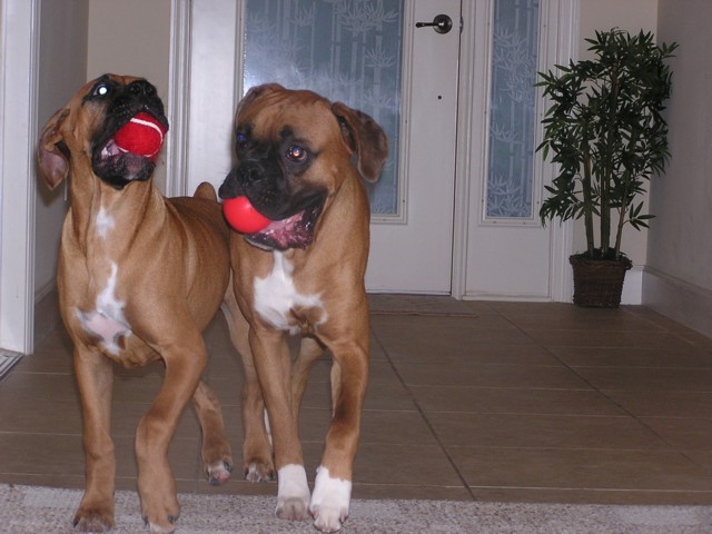 Playing ball