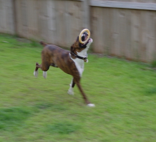 Playing fetch