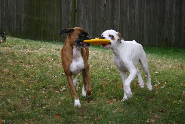 Playing Frisbee