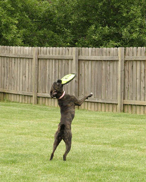 Playing Frisbee