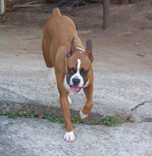 Playing in a friend's backyard