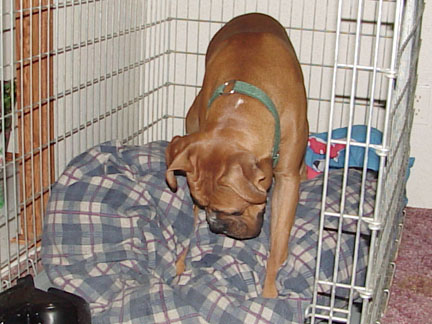 Playing in his Crate