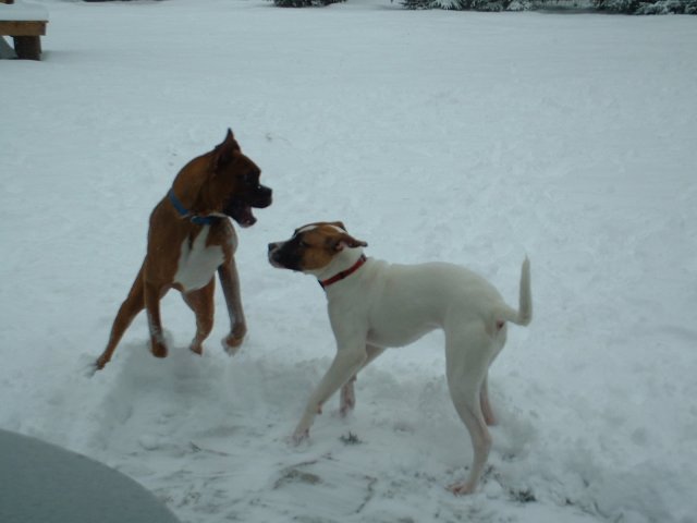 Playing In Snow