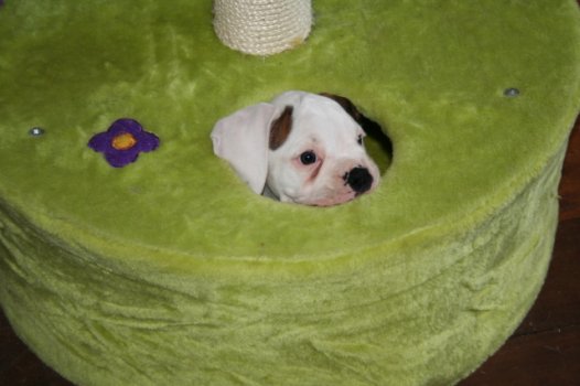 Playing in the cat's toy