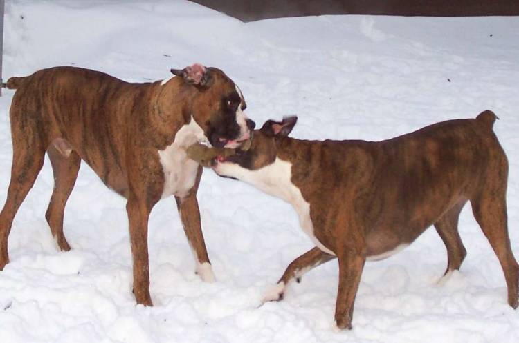 Playing in the new snow