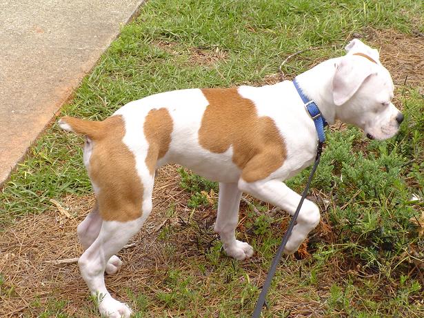 Playing in the shrubs