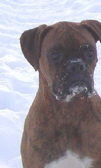 Playing in the Snow