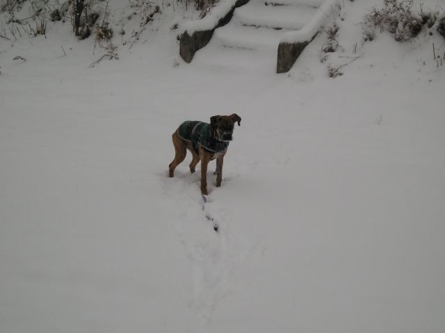 playing in the snow