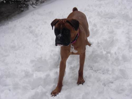 playing in the snow