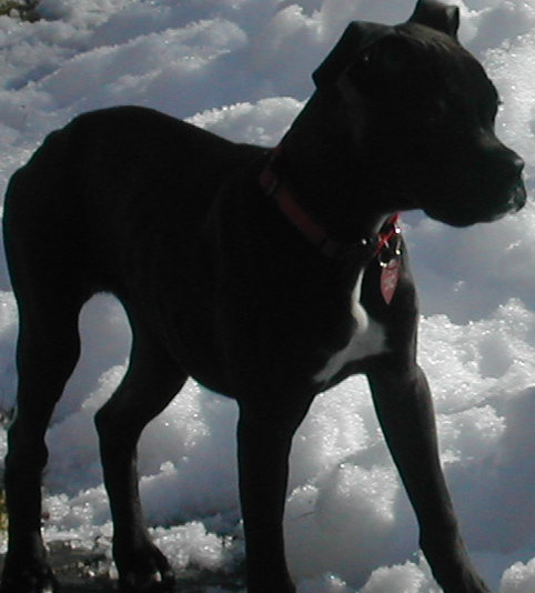 Playing in the snow