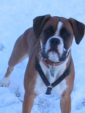 Playing in the snow